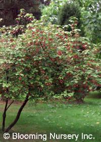 Euonymus sachalinensis